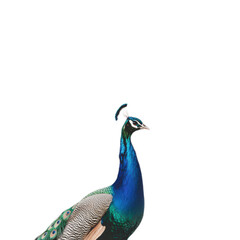 Fototapeta premium Elegant Peacock in Regal Display