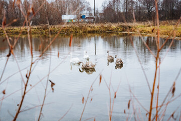 A delightful group of ducks is gracefully swimming across the serene surface of a tranquil lake, creating ripples and enjoying their time in this beautiful natural setting