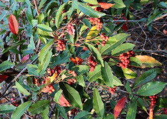 Stranvaesia Davidiana tree with red berries at autumn close up