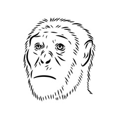 Australopithecus, vector sketchl. Graphic sketch. Vector