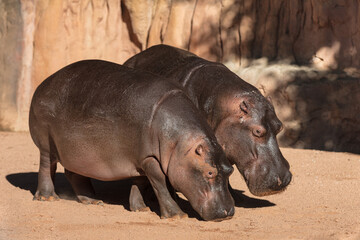 Hippopotamus in Valencia Bioparc zoo