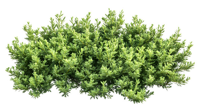 A decorative rosemary bush with fine green leaves and small purple flowers, on a png background