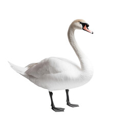 Obraz premium Graceful Swan in Tranquil Display