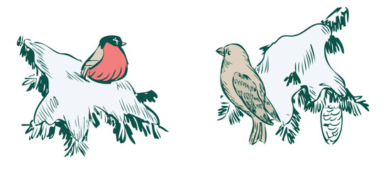 Hand drawings of two wild birds on frozen fir branches in winter forest, vector sketches