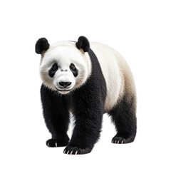 Obraz premium Playful Panda in Lively Pose