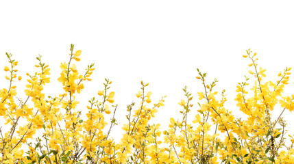 flowering forsythia bush with vibrant yellow blossoms and green foliage, on a seamless png background