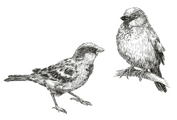 Sketches of two small sparrows birds, realistic hand drawn illustration, vector, isolated on white