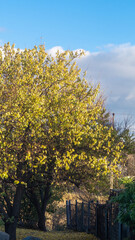 A tree with yellow leaves and a path under it lead down
