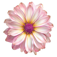 Fototapeta premium Pink and Yellow Flower 