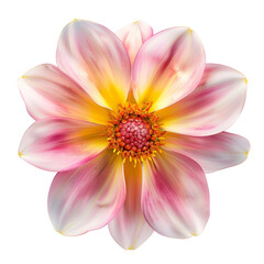 Fototapeta premium Pink and Yellow Dahlia Flower 