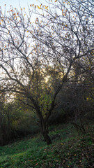 A small tree with fallen leaves on a hillside among green grass at dusk