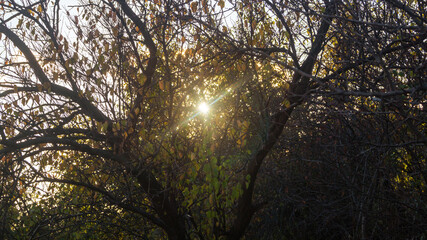 Evening sunlight passes through the branches of trees with fallen leaves
