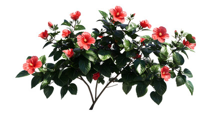 flowering hibiscus bush with red blossoms and glossy green leaves, photorealistic on a png background