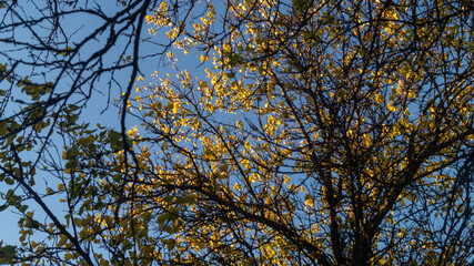 Yellow round leaves on the branches of a tree against a blue cloudy sky view from below