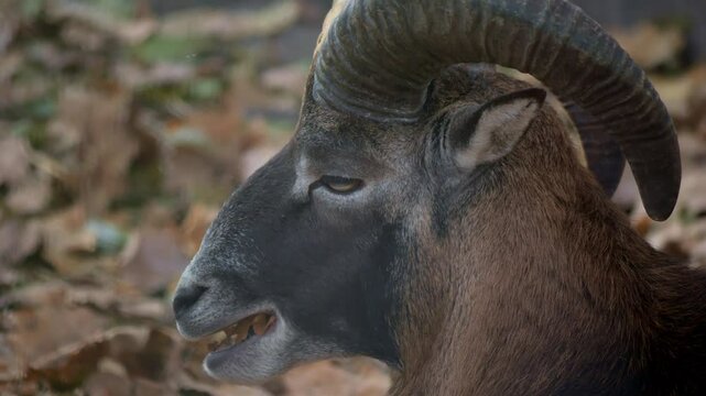 Mouflon close-up in natural conditions in nature. European mouflon
