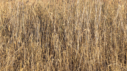 Dry reed thickets. Dry cattail background