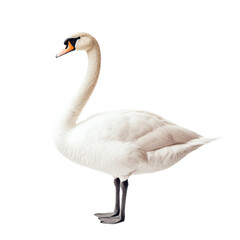 Fototapeta premium Elegant Swan in Serene Pose
