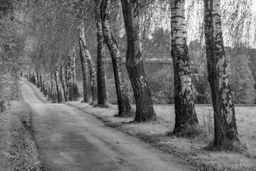 Herbstliche Strassen im Münstrerland