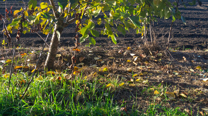 Fallen yellow leaves under a tree with green leaves near a plowed field in sunlight