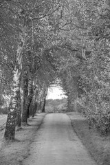 Herbstliche Strassen im Münstrerland