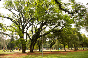 wooded park for a walk on a beautiful day
