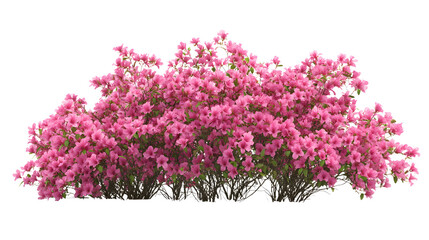 A neatly pruned azalea bush with dense pink blossoms, placed on a seamless png background