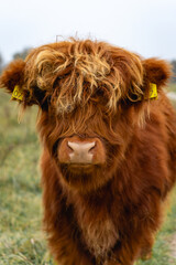 Portait of a highlander cow, in the National Park Lentevreugd in Wassenaar, The Netherlands.