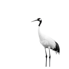 Obraz premium Elegant Crane in Graceful Pose