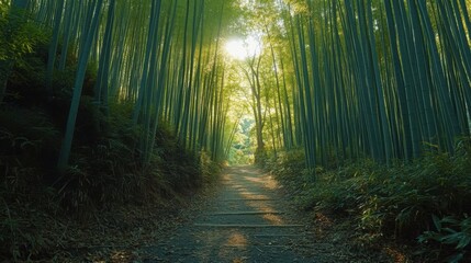 Naklejka premium Serene Bamboo Forest Path Sunlight, Greenery, Tranquility, Nature