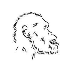 Australopithecus, vector sketchl. Graphic sketch. Vector