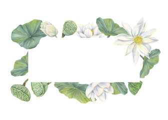 Watercolor blooming white lotus rectangle frame. Hand painting waterlily flowers with buds, seed pods, leaves botanical illustration for greeting card, invitation, labels. Copy space for text
