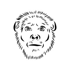 Australopithecus, vector sketchl. Graphic sketch. Vector