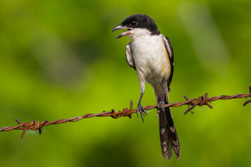 Long-tailed Shrike 