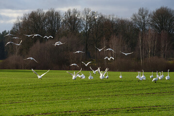 white swans in a green meadow with tractor tracks in a sunny cloudy autumn day at the edge of the forest