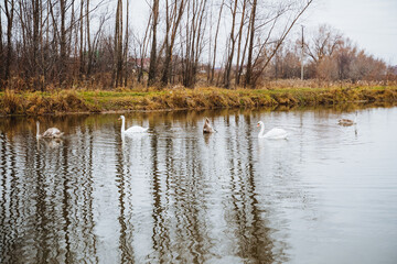 A beautiful flock of elegant white swans is gracefully swimming in the calm waters of a serene lake, surrounded by lush vegetation and the natural landscape all around them