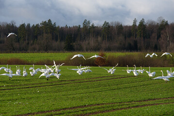 white swans in a green meadow with tractor tracks in a sunny cloudy autumn day at the edge of the forest
