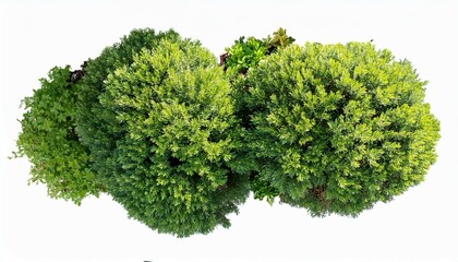 Obraz premium green tree isolated on white