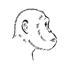 Australopithecus, vector sketchl. Graphic sketch. Vector