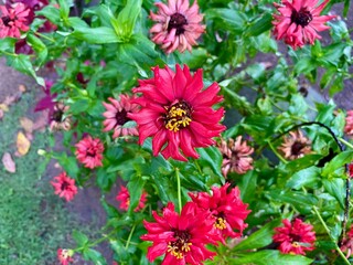 Fototapeta premium pink flowers in the garden