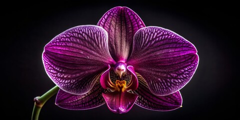 Fototapeta premium Dark Purple Orchid Close-up Macro Photography of Phalaenopsis Flower, Botanical Details, Nature Concept Orchid, Macro Photography