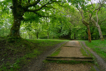 Obraz premium Urkiola beech forest in springtime in Basque Country, Spain.