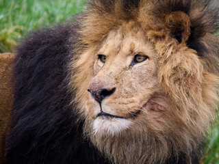 Lion (Panthera leo)