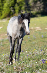 Obraz premium Wild Horse in the Pryor Mountains Montana in Summer