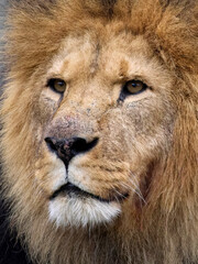 Lion (Panthera leo)