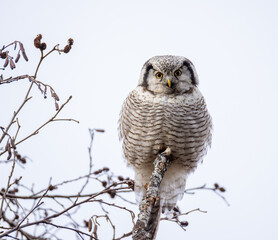 owl perched on branch