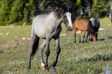 Fototapeta premium Wild Horse in the Pryor Mountains Montana in Summer