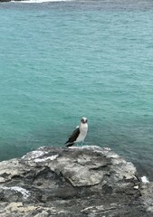 Blue-footed booby