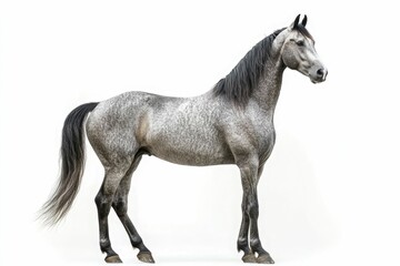 Fototapeta premium Mixed breed of Spanish and Arabian Full body horse, 8 years old, portrait standing against white background