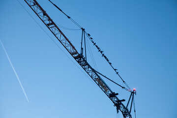 Kran mit Zugvögeln die sich für Vogelzug in den Süden sammeln