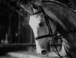 Portrait of beautiful white horse close macro details